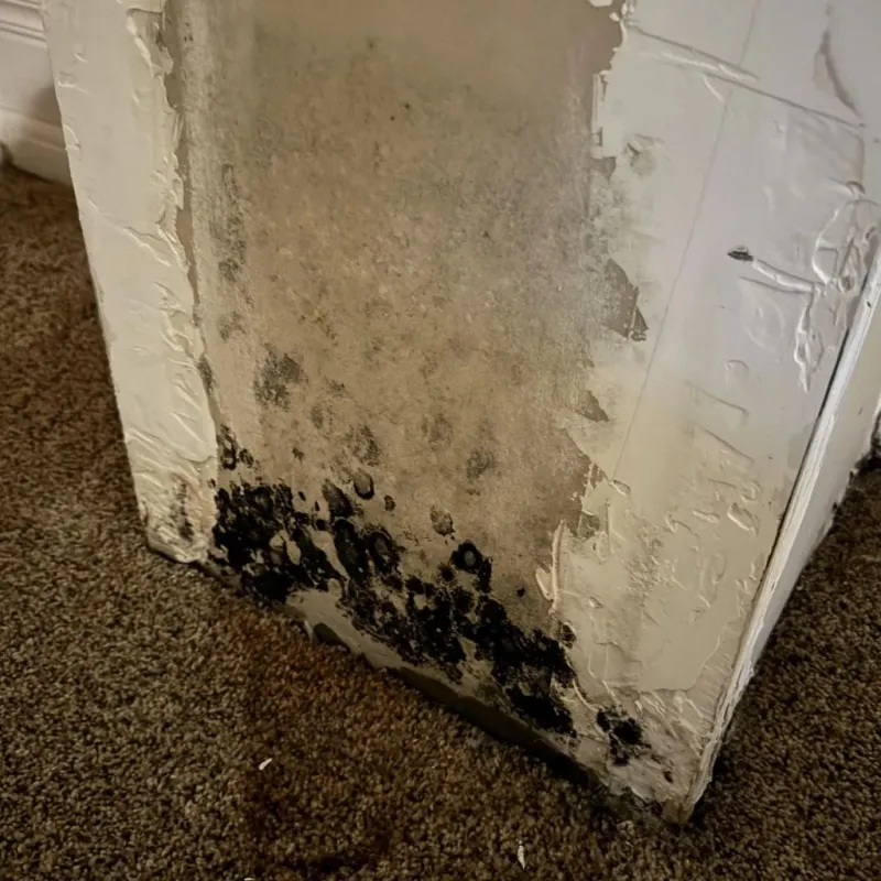 Professional Mold Removal in Frederick County, VA